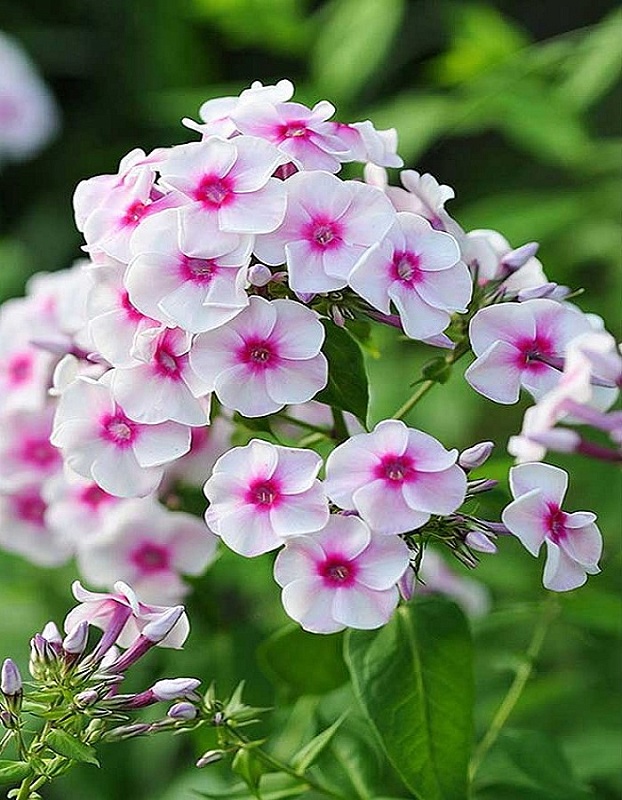 Флокс Юник Тренди 